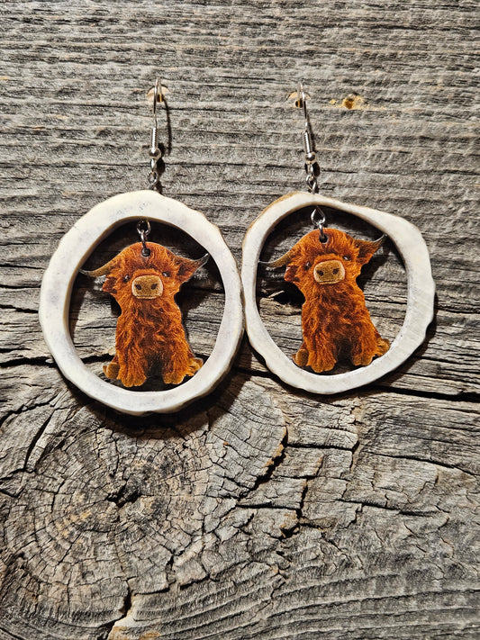 Highland cow